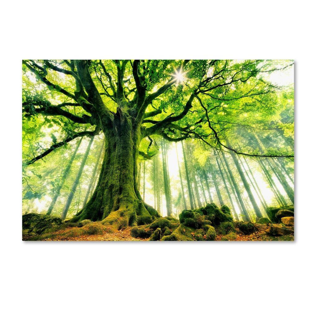 Trademark Fine Art Ponthus Beech Wall Dcor, 16 x 24