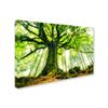 Trademark Fine Art Ponthus Beech Wall Dcor, 16 x 24 view 2