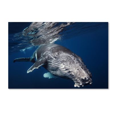 Trademark Fine Art Humpback Whale Wall Dcor, 16 x 24