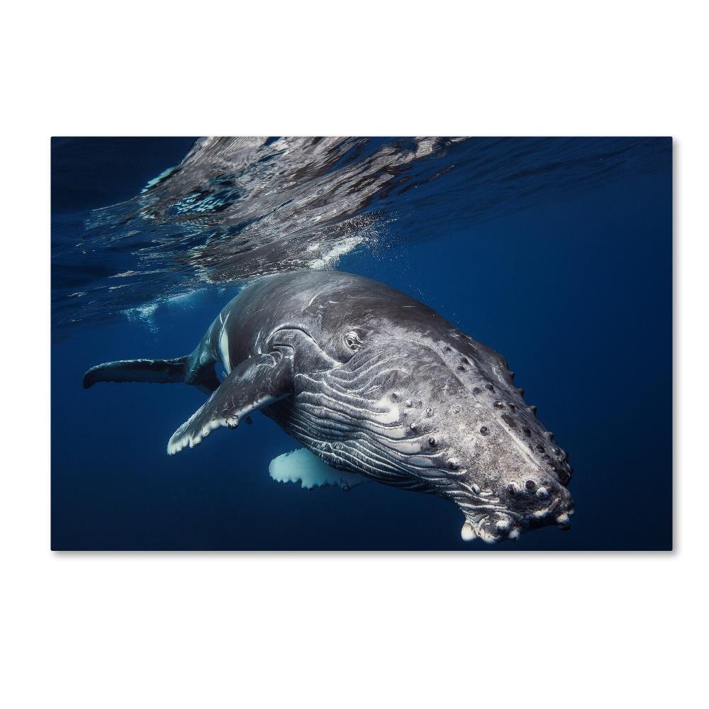 Trademark Fine Art Humpback Whale Wall Dcor, 16 x 24