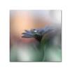 Canvas Wall Art - Juliana Nan 'Eyes Of The Light' Wall Art for Living Room, Bedroom, or Office Dcor by Trademark Fine Art view 1