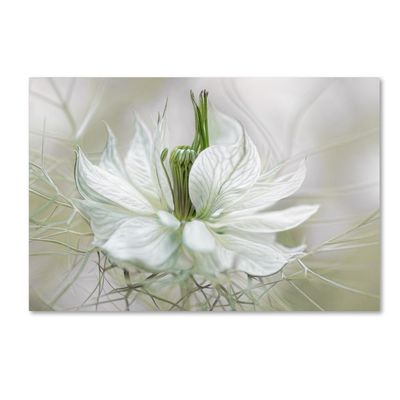 Trademark Fine Art 1 X 03389-C1624GG Nigella I, 16 x 24