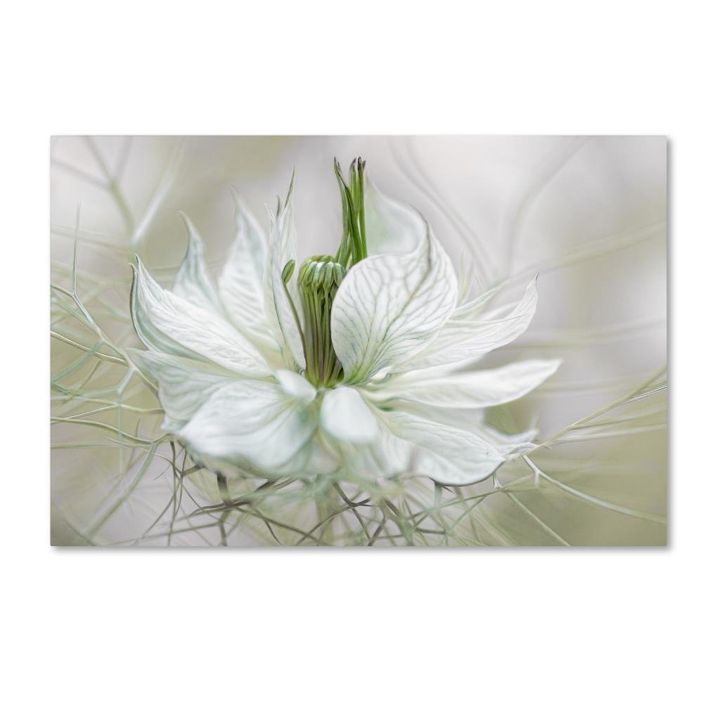 Trademark Fine Art 1 X 03389-C1624GG Nigella I, 16 x 24