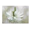 Trademark Fine Art 1 X 03389-C1624GG Nigella I, 16 x 24 view 1