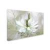 Trademark Fine Art 1 X 03389-C1624GG Nigella I, 16 x 24 view 2