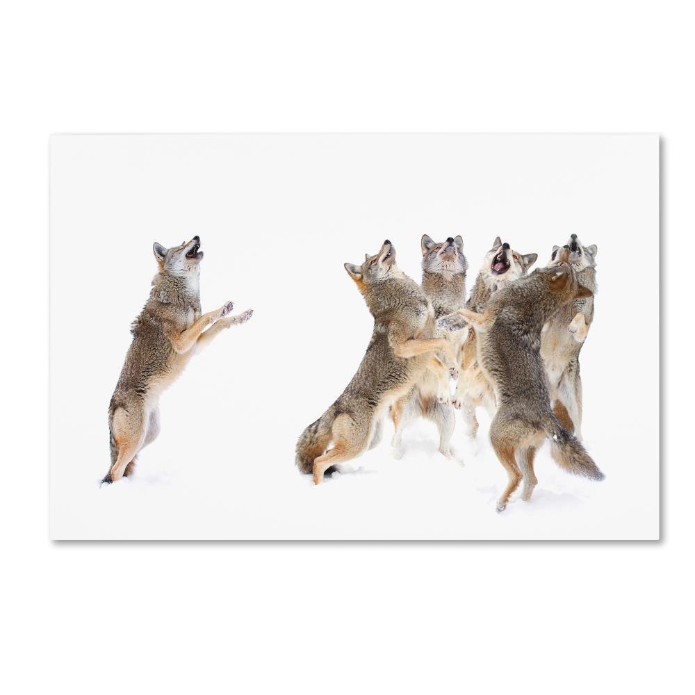 Trademark Fine Art 1 X 03917-C1624GG the Choir Coyotes, 16 x 24