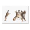 Trademark Fine Art 1 X 03917-C1624GG the Choir Coyotes, 16 x 24 view 1