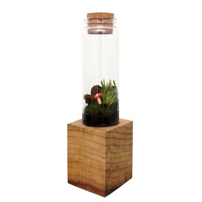 Moss + Twig Terrarium Kit with Wood Base - Handmade in New York City, NY