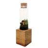 Moss + Twig Terrarium Kit with Wood Base - Handmade in New York City, NY view 1