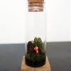 Moss + Twig Terrarium Kit with Wood Base - Handmade in New York City, NY view 3