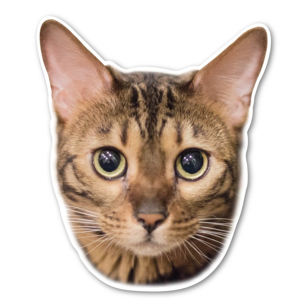 Magnet America Bengal Cat Magnet is 5.75" x 4.9" Made for Vehicles and Refrigerators