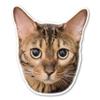 Magnet America Bengal Cat Magnet is 5.75" x 4.9" Made for Vehicles and Refrigerators view 1