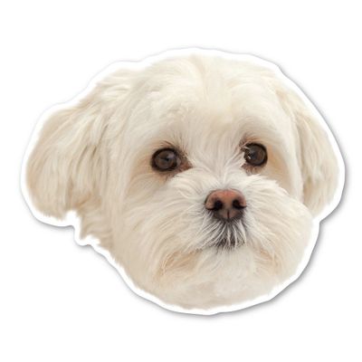 Magnet America Maltipoo Dog Magnet is 4" x 4.9" Made for Vehicles and Refrigerators