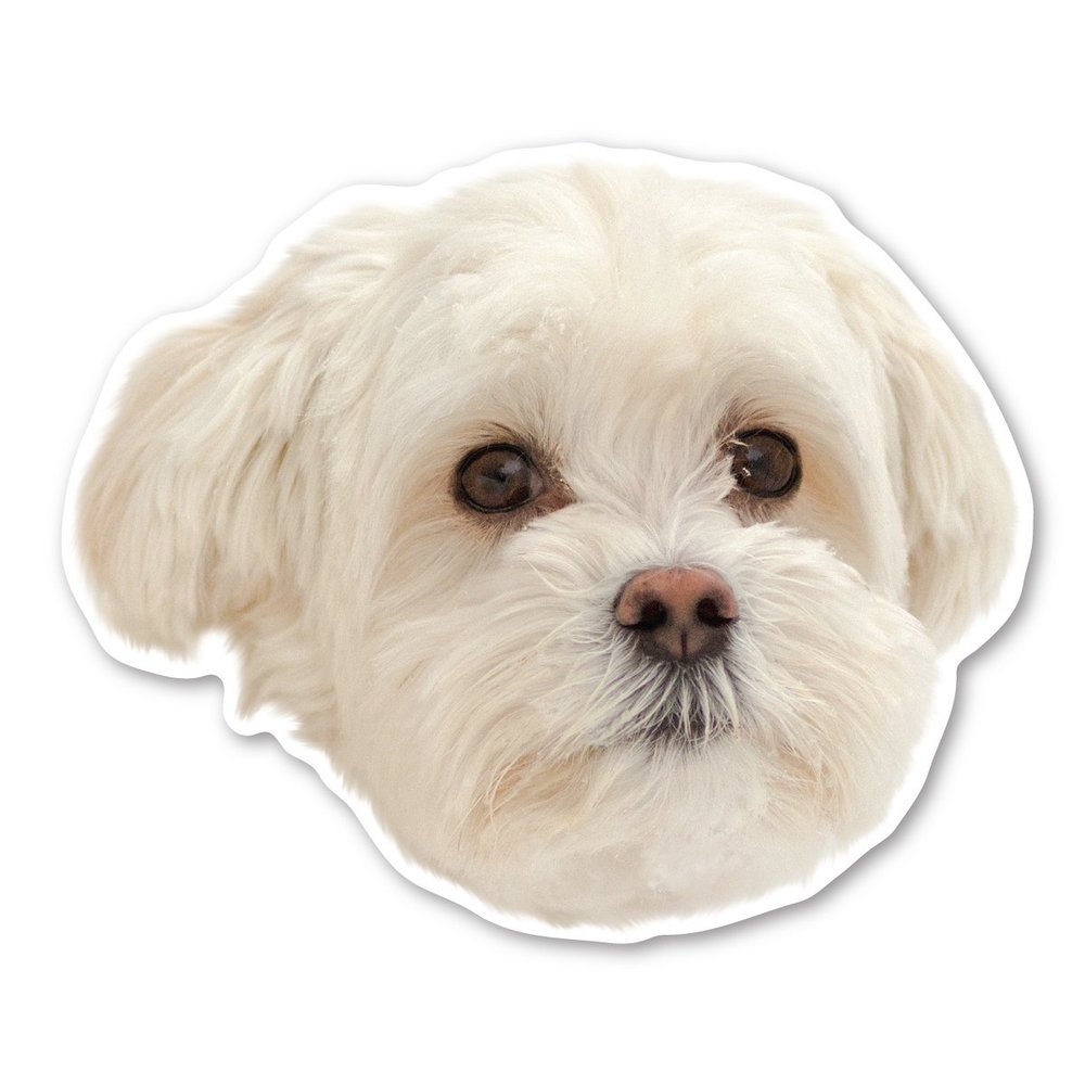 Magnet America Maltipoo Dog Magnet is 4" x 4.9" Made for Vehicles and Refrigerators