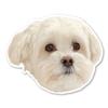 Magnet America Maltipoo Dog Magnet is 4" x 4.9" Made for Vehicles and Refrigerators view 1