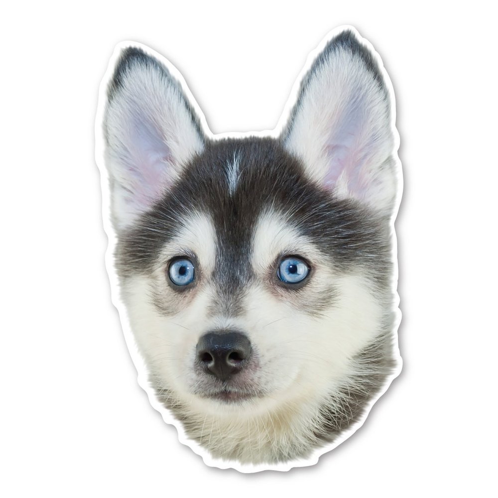Magnet America Pomsky Dog Magnet is 5.68" x 3.9" Made for Vehicles and Refrigerators