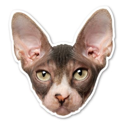 Magnet America Sphynx Cat Magnet is 5.16" x 4.9" Made for Vehicles and Refrigerators