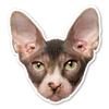 Magnet America Sphynx Cat Magnet is 5.16" x 4.9" Made for Vehicles and Refrigerators view 1