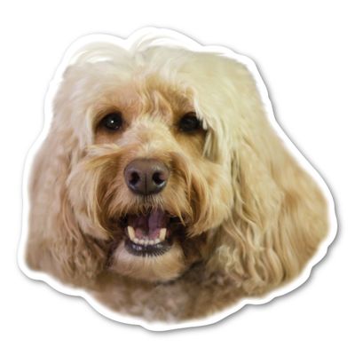Magnet America Cockapoo Dog Magnet is 4.7" x 4.9" Made for Vehicles and Refrigerators
