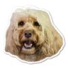 Magnet America Cockapoo Dog Magnet is 4.7" x 4.9" Made for Vehicles and Refrigerators view 1