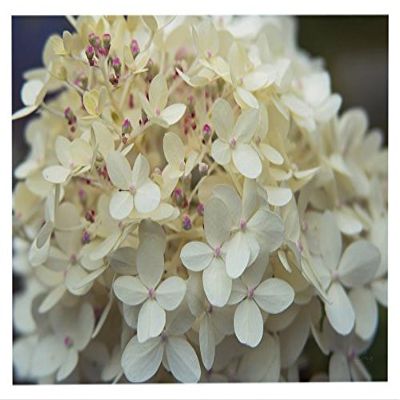 Trademark Fine Art Hydrangea Delight I by Felicity Bradley, 16x24-Inch