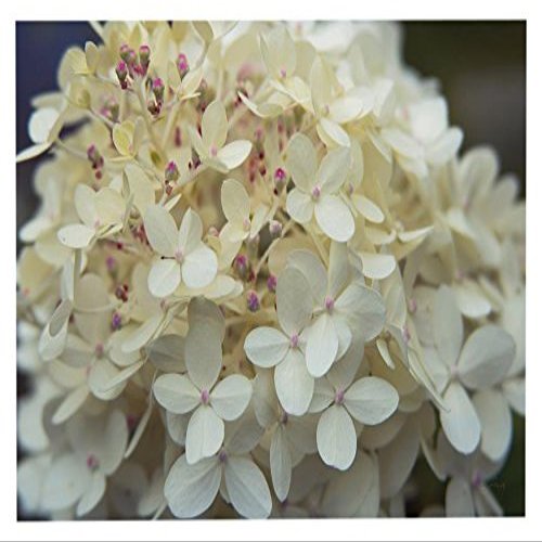 Trademark Fine Art Hydrangea Delight I by Felicity Bradley, 16x24-Inch
