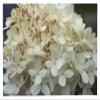 Trademark Fine Art Hydrangea Delight I by Felicity Bradley, 16x24-Inch view 1