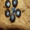 MISSION Spanish Clavos, Hammered Round Head Steel 3/4 inch Clavos Set of 30 view 4