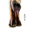 Luxury Fur Throw Blanket - Brown Beaver with Coyote Border - Premium Animal Friendly Faux Fur - Fur Accents - USA (5'x7') view 2