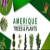 AMERIQUE Unique And Gorgeous 6 Feet Wide And Dense Cypress Topiary Double Ball Artifical Tree Silk Plant with UV Protection Indoor And Outdoor, With Decorative Pot, Feel Real Technology, Super Quality view 3