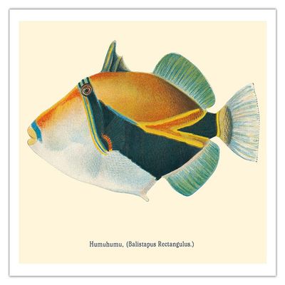 Humuhumunukunukuapuaa (Balistapus Rectangulus) - Hawaiian Reef Triggerfish - from Fishes of Hawaii - Vintage Hawaiian Color Postcard c.1905 - Fine Art Matte Paper Print (Unframed) 11x14in