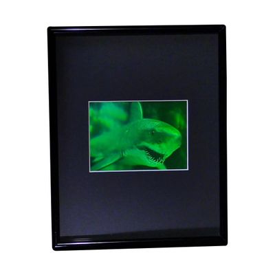 3D Shark (Great White) 2-Channel Hologram Picture (Framed), Collectible Photopolymer Film