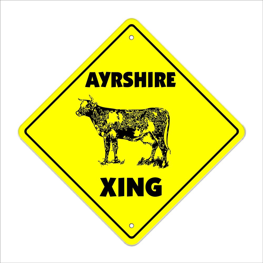 Ayrshire Crossing Sign Zone Xing | Indoor/Outdoor | 20" Tall Cow Dunlop cunninghame Cattle Ranch
