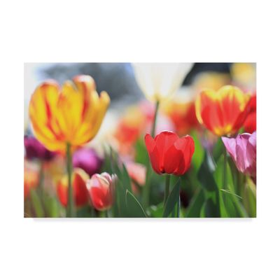 Tulip Sonata by Beata Czyzowska Young, 16x24-Inch