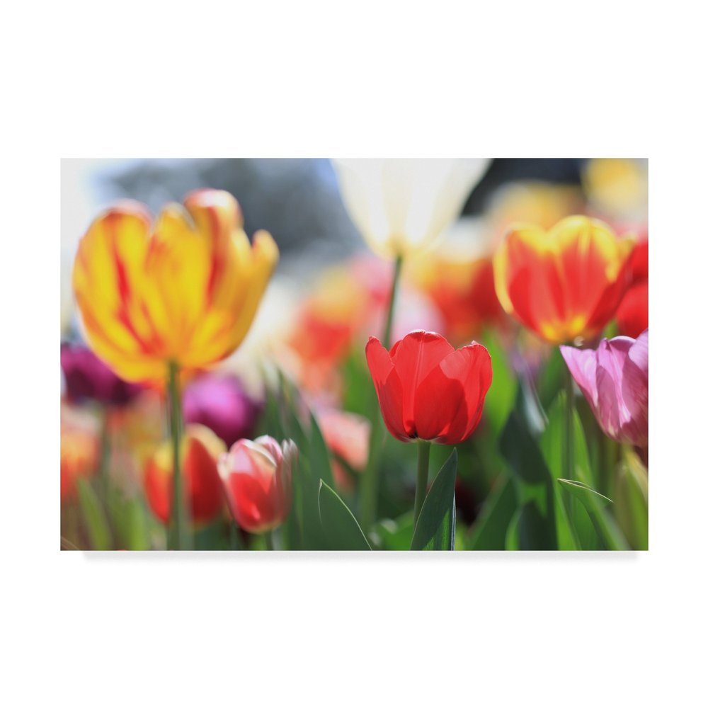 Tulip Sonata by Beata Czyzowska Young, 16x24-Inch