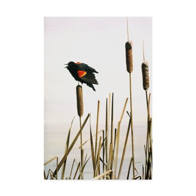 Early Arrival Red Winged Blackbird by Ron Parker, 16x24-Inch
