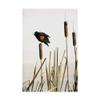 Early Arrival Red Winged Blackbird by Ron Parker, 16x24-Inch view 1