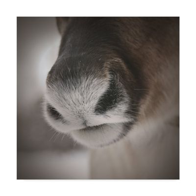 Reindeer Snout by Christine Sainte-Laudy, 18x18-Inch