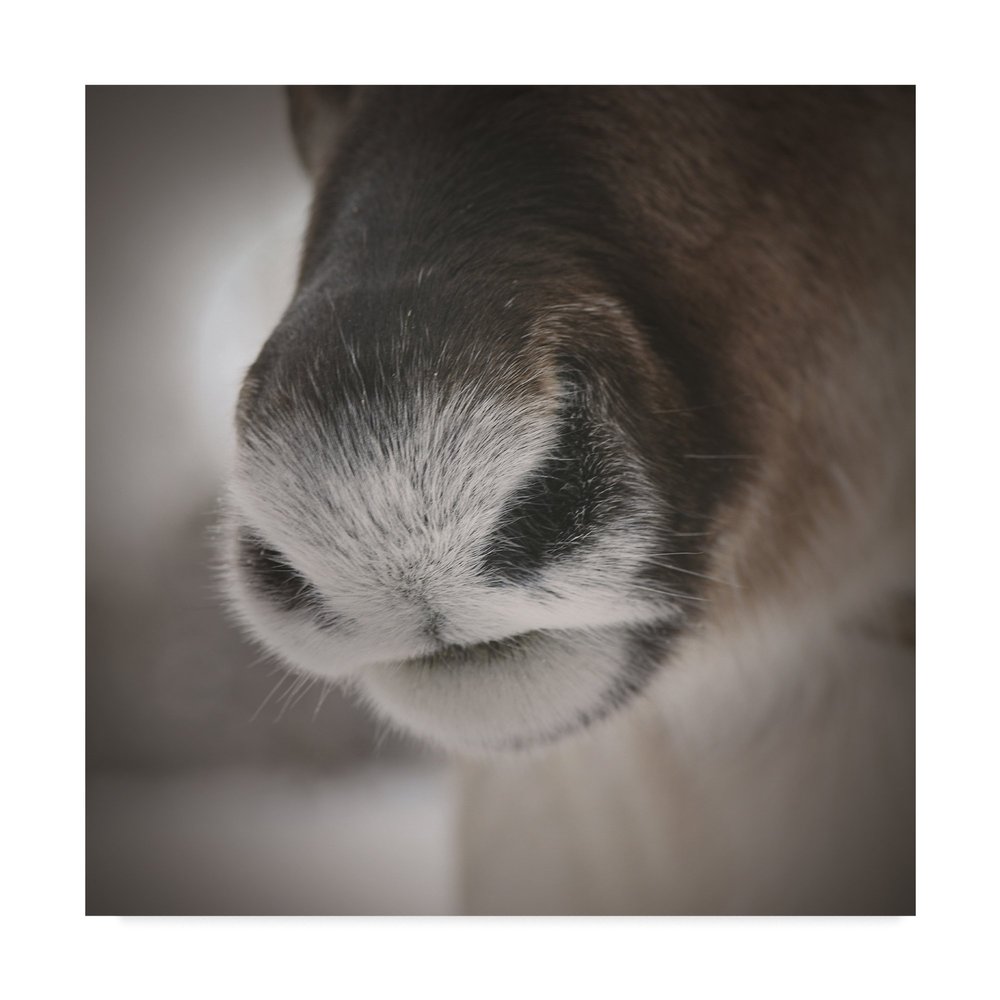 Reindeer Snout by Christine Sainte-Laudy, 18x18-Inch