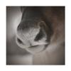 Reindeer Snout by Christine Sainte-Laudy, 18x18-Inch view 1