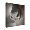 Reindeer Snout by Christine Sainte-Laudy, 18x18-Inch view 2