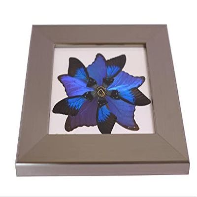 Eydelia - Butterfly Wing Wall Art - Star - Blue