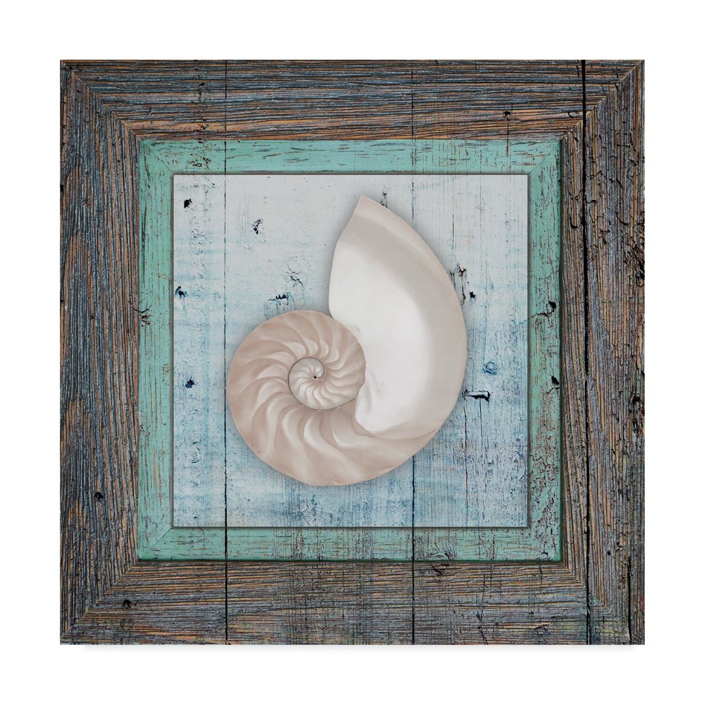 Framed Gypsy Sea Spiral Shell by Lightboxjournal, 18x18-Inch