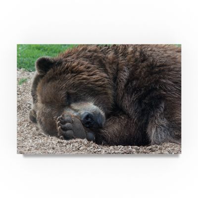 Sleeping Bear by Robert Michaud, 16x24-Inch