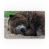 Sleeping Bear by Robert Michaud, 16x24-Inch view 1