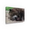 Sleeping Bear by Robert Michaud, 16x24-Inch view 2