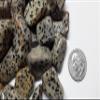 StarStuff.Rocks Natural Authentic Tumbled Stone By The Pound for Crafts, Decoration, Fairy Gardens, & More! (Dalmation Jasper) view 3