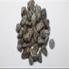 StarStuff.Rocks Natural Authentic Tumbled Stone By The Pound for Crafts, Decoration, Fairy Gardens, & More! (Dalmation Jasper) view 4