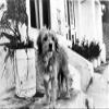 Benji the dog Photo Print (10 x 8) view 1