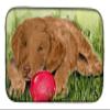 Caroline's Treasures SS8684DDM Curly Coated Retriever Dish Drying Mat Absorbent Dish Drying Mat Pad for Kitchen Counter Dish Drainer Mat for Countertop, 14 x 21", Multicolor view 1